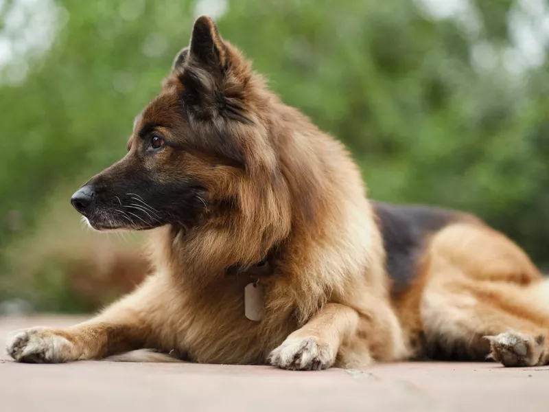 A Belgian Shepard dog sits in a garden.
