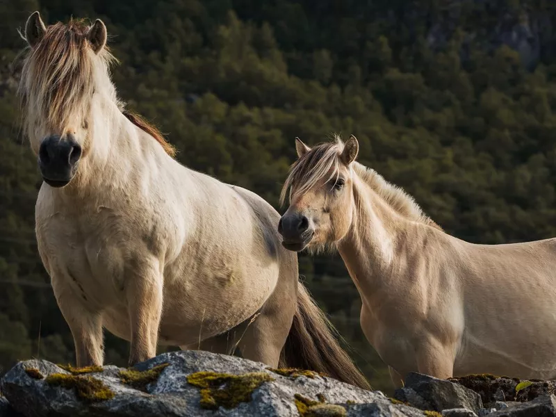 Norwegian Fjord Horse (Expensive Horse Breeds)