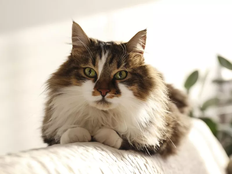 Ragamuffin at home