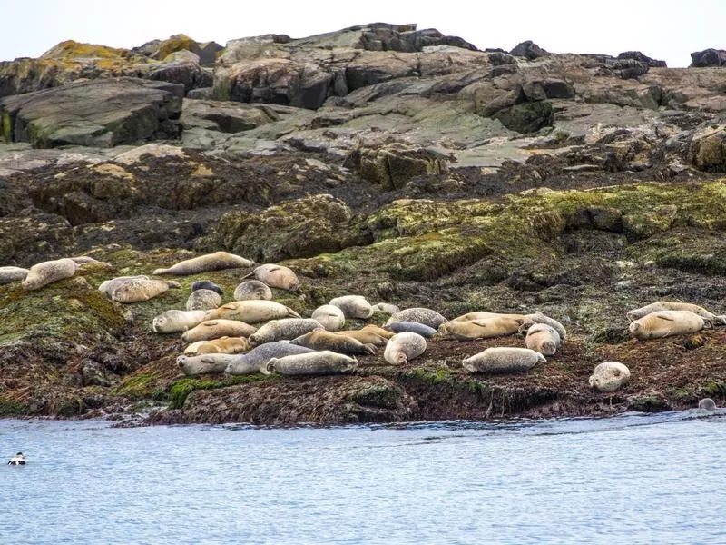 seal