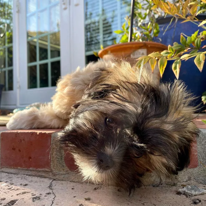 Sunbathing Shih Tzu Pup