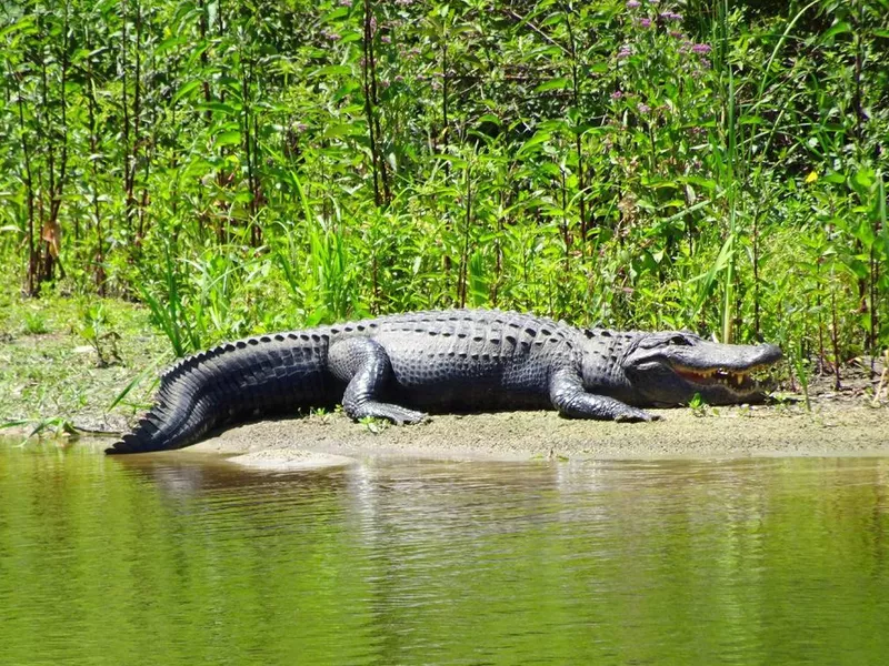 Alligator on shore