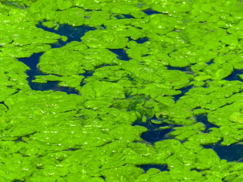 Algae Bloom on Pond