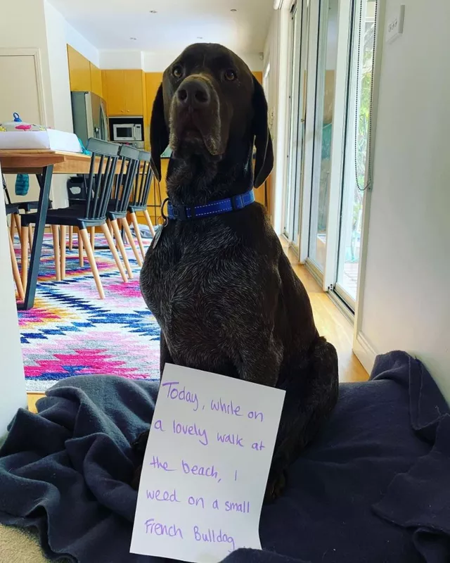 Funny dog looking proud