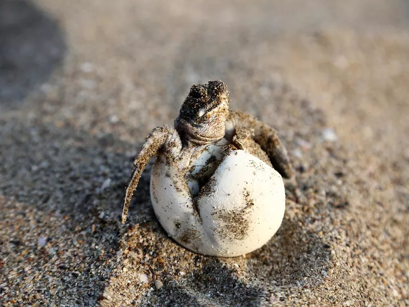 Newborn baby green sea turtle