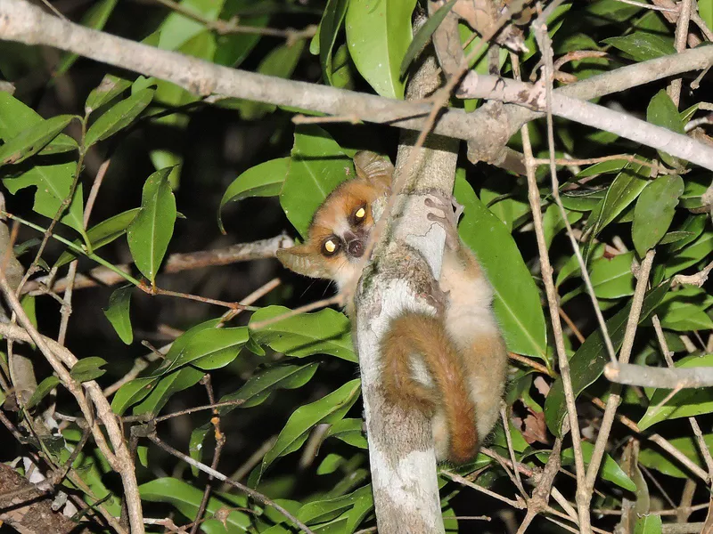 Madame Berthe’s Mouse Lemur