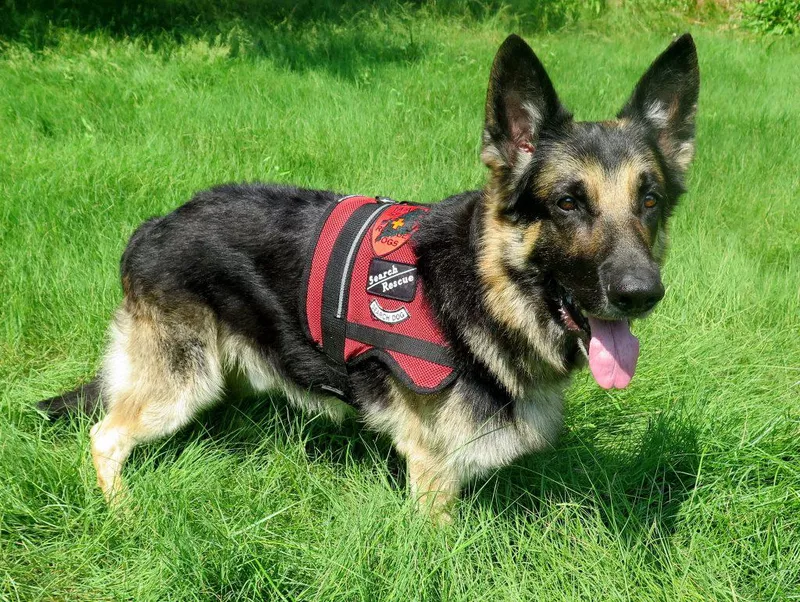 Kobuk, a famous police dog