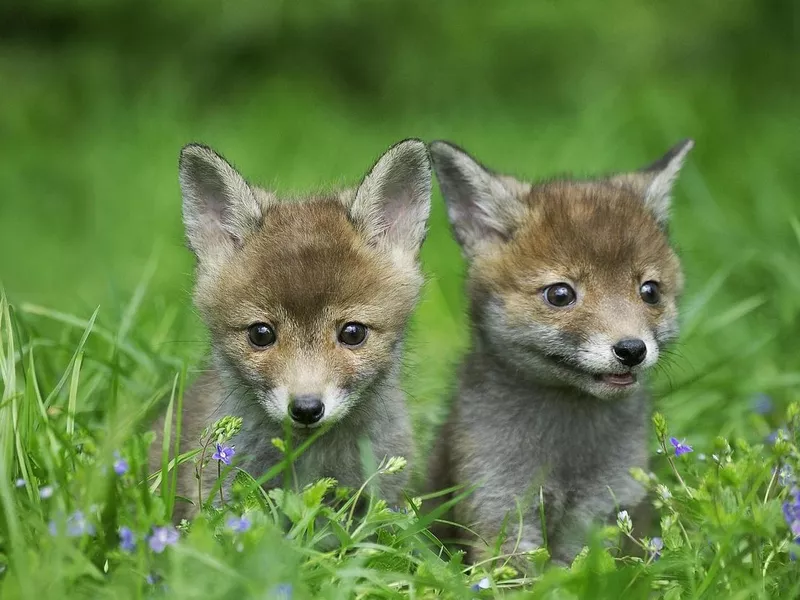 Red Fox, vulpes vulpes, Pup standing in Long Grass, Normandy