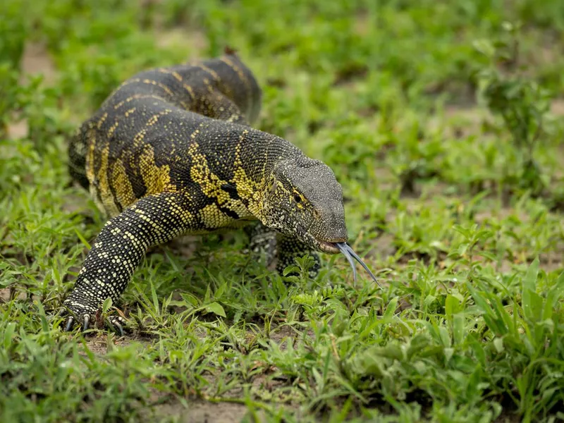 Monitor lizard crawls forward with tongue out