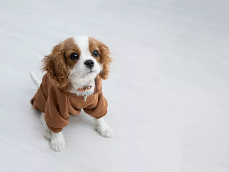 Cute cavalier King Charles spaniel puppy