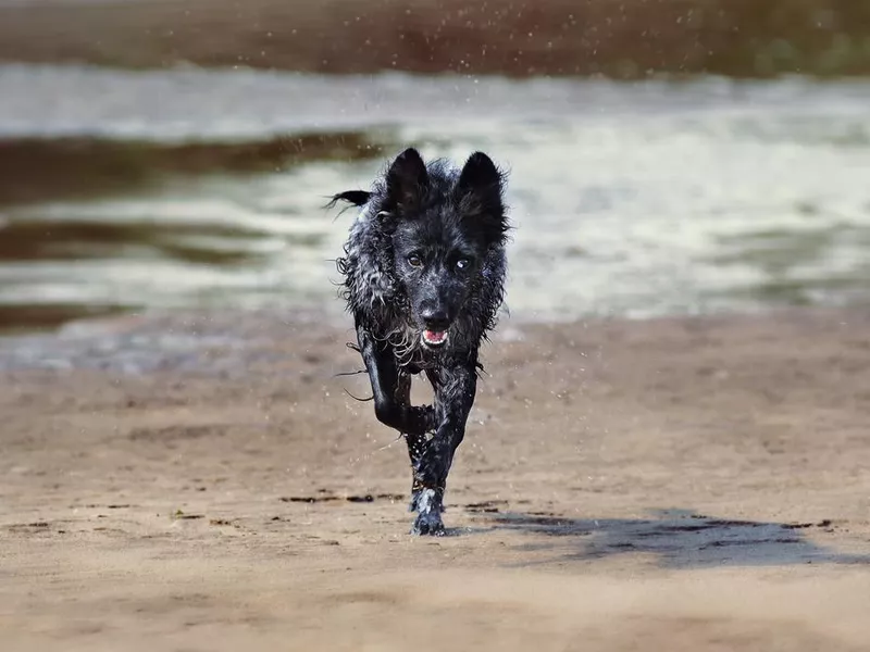 Mudi in water