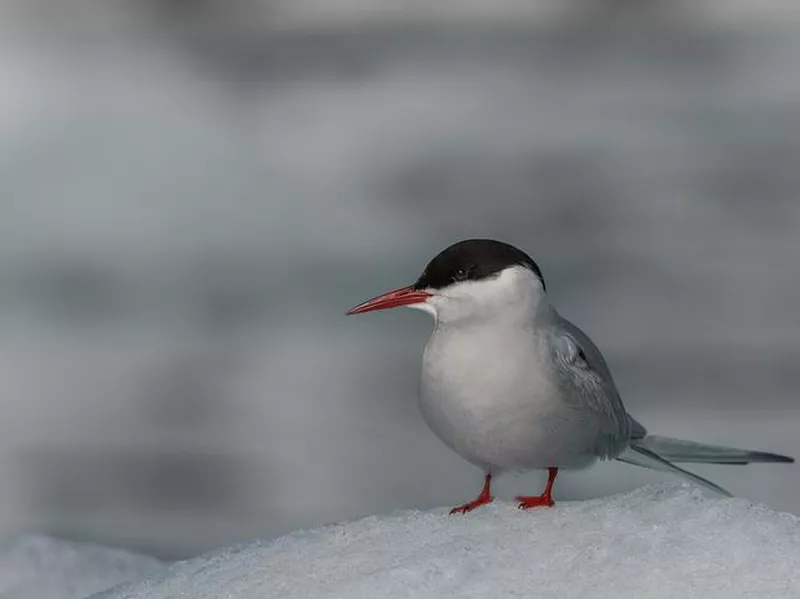 Arctic tern