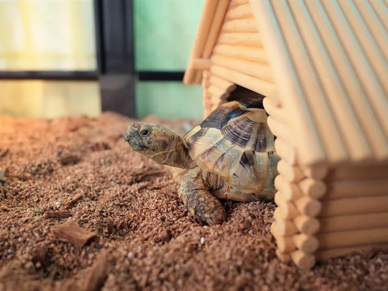 Baby tortoise