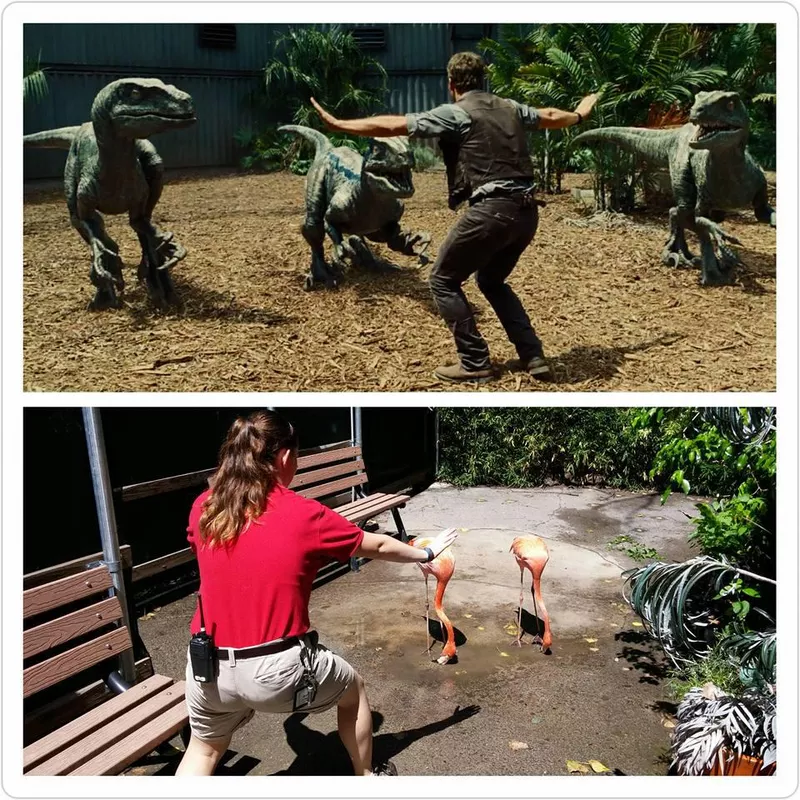 Zookeeper meme