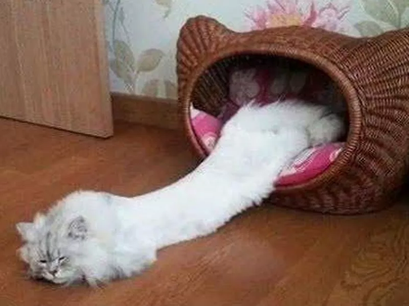 Cat sprawled out on the floor