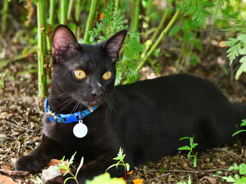 Japanese bobtail cat