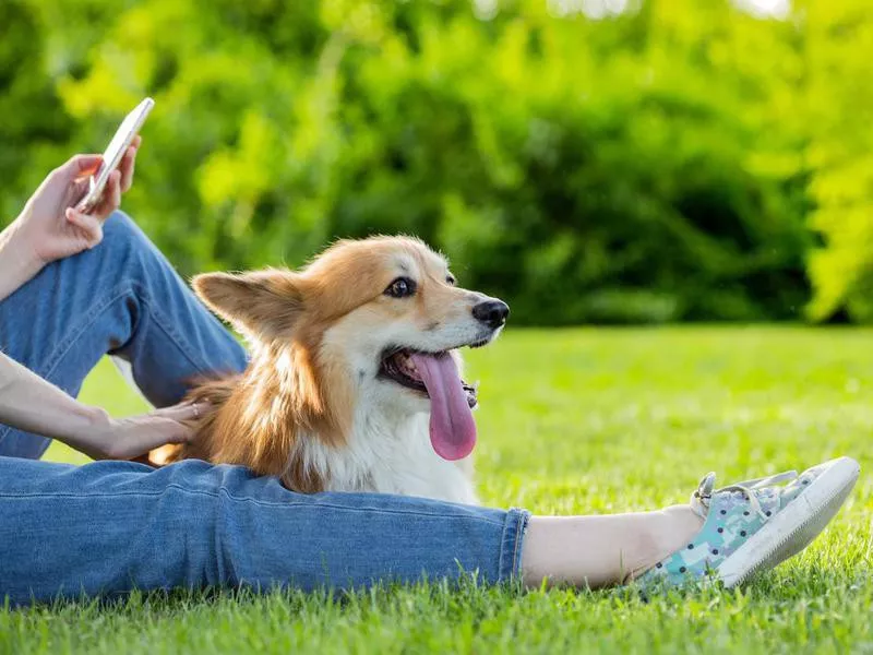 Pembroke Welsh corgi
