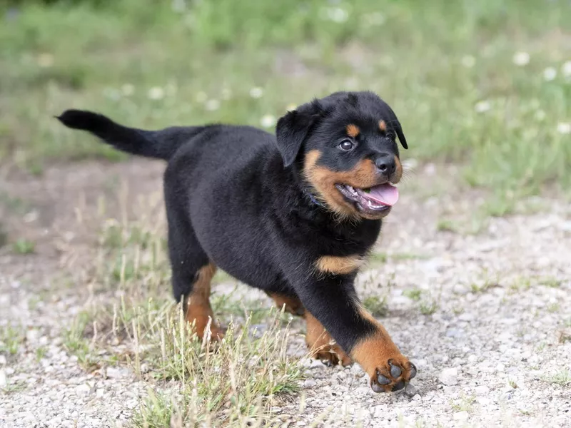 Rottweiler puppy