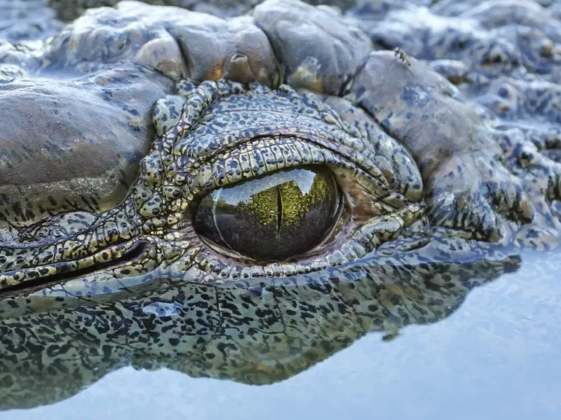 Close-up of crocodile's eye in Kruger national park, South Africa