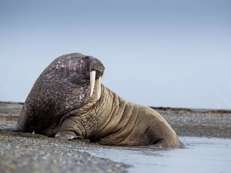 Walrus lying on a beach in Svalbard