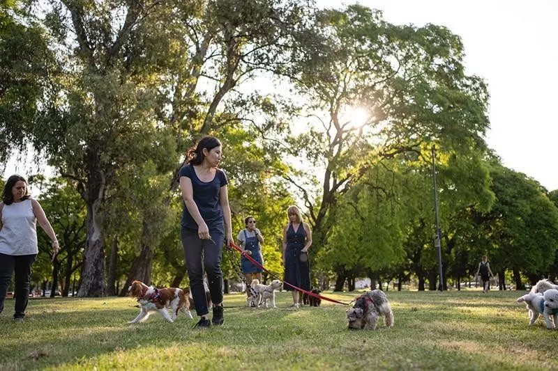 Dogs at dog park