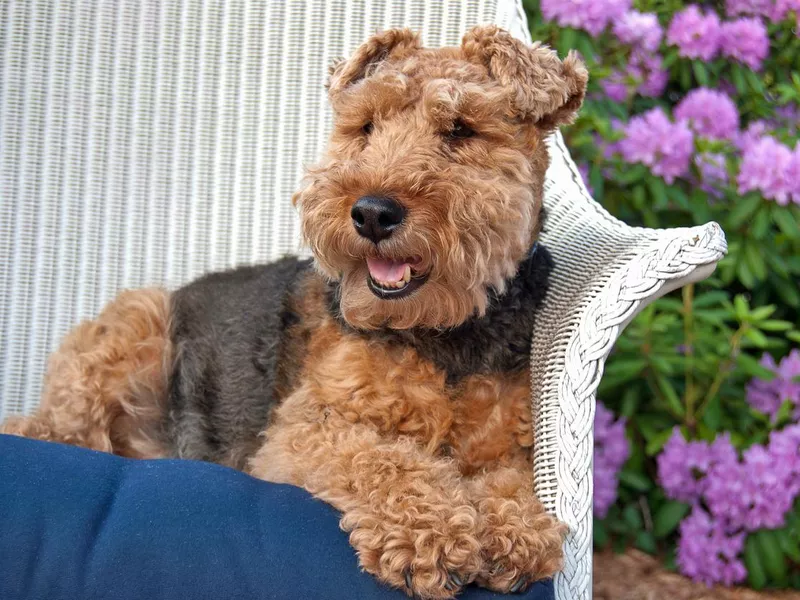 Welsh terrier in a chair