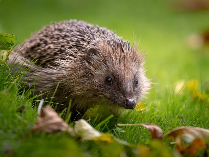 Hedgehog in the garden