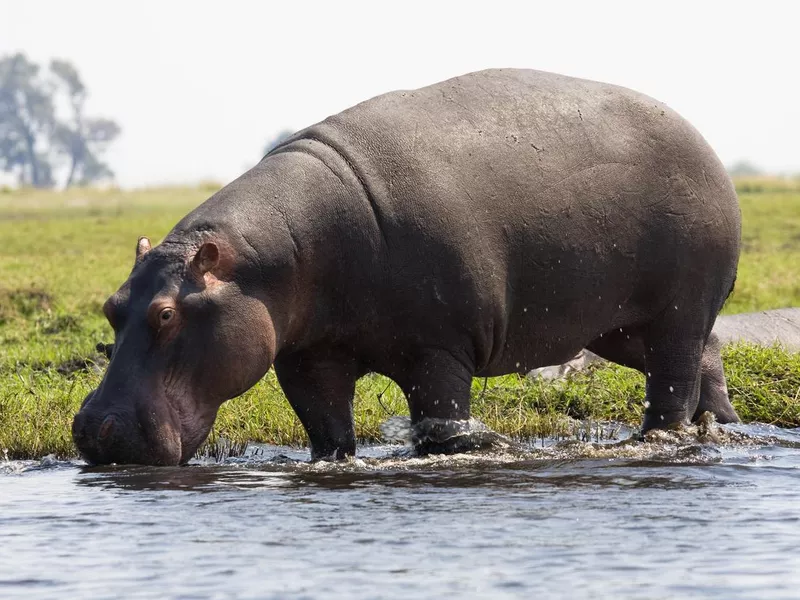 Hippopotamus at edge of water, Chobe National Park, Botswana