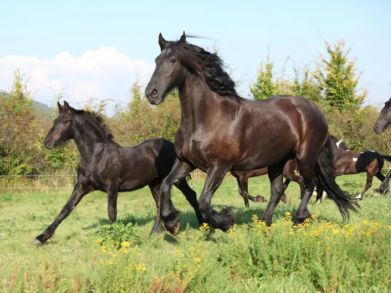 Friesian horse mare with foal running in autumn