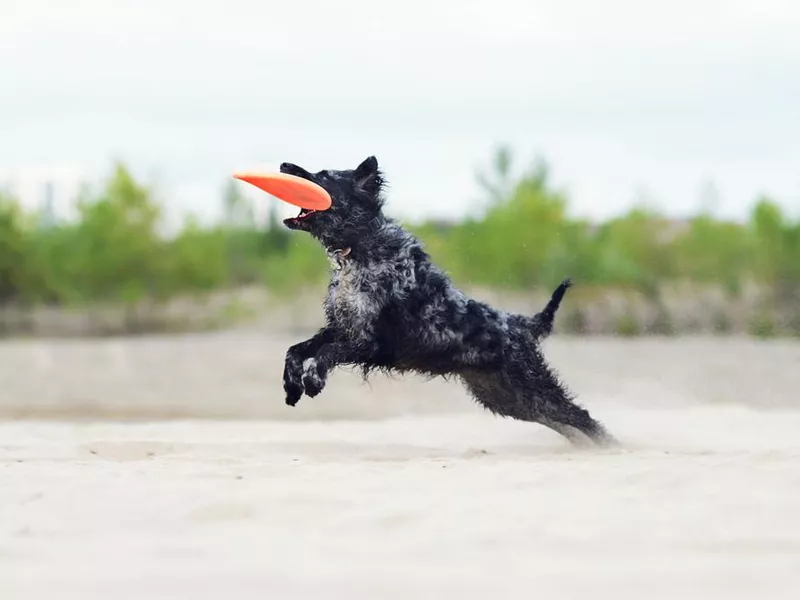 Mudi playing with frisbee
