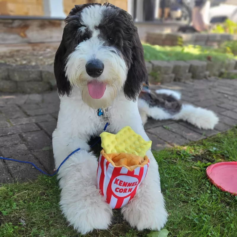 Sheepadoodle playing with popcorn toy