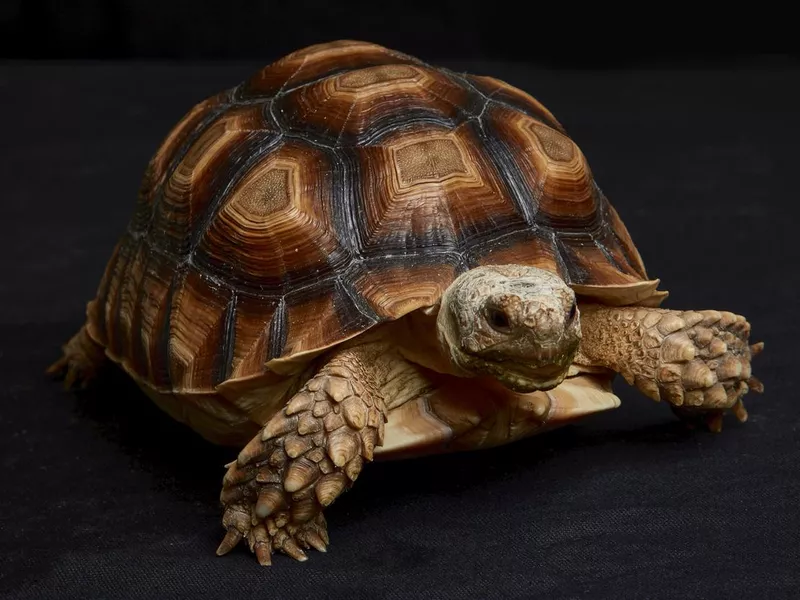 Sulcata tortoise