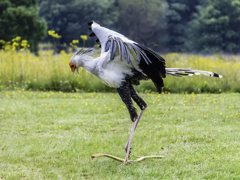 Secretary Bird