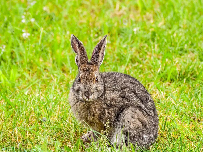 Wild rabbit
