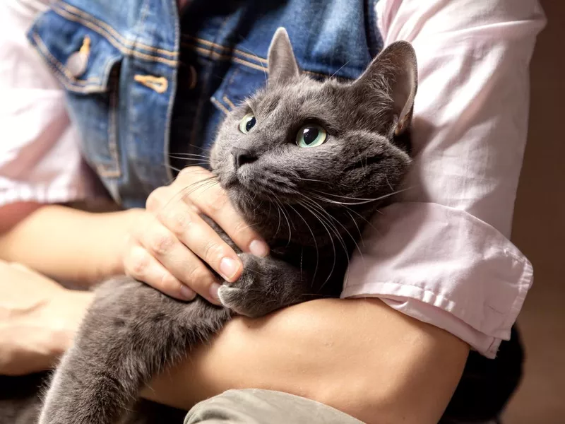 Russian Blue
