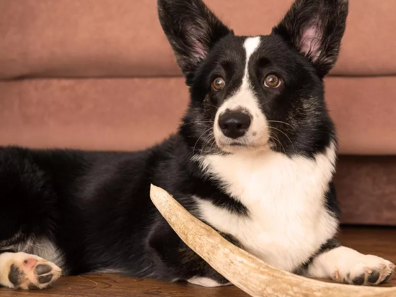 Cardigan Welsh Corgi at home