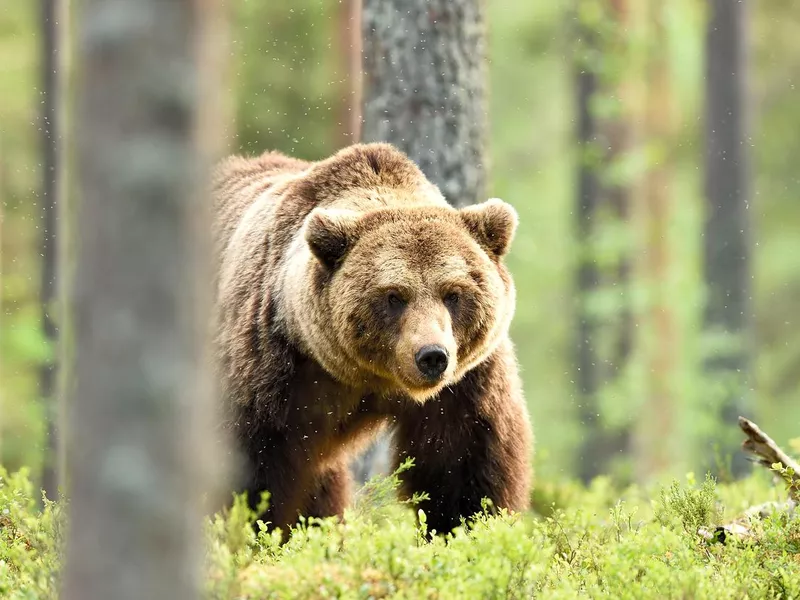 brown bear
