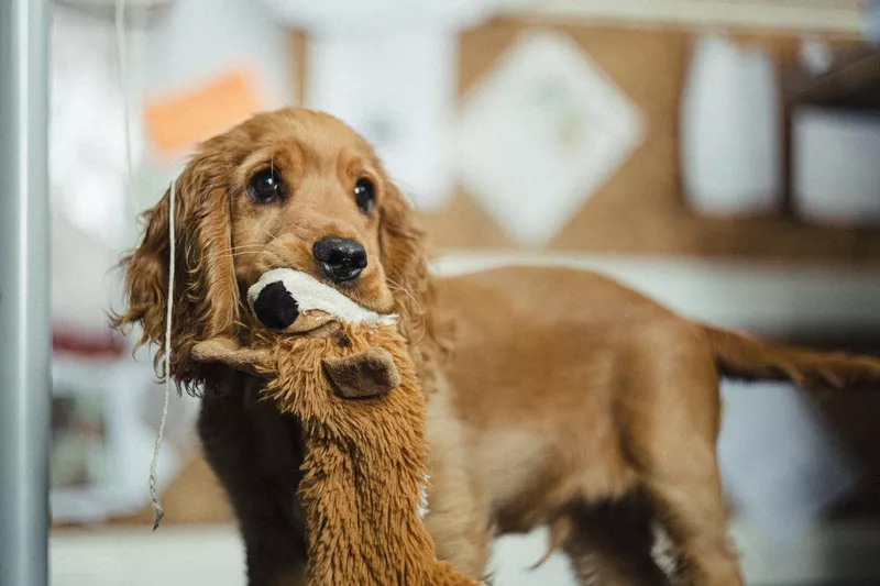 Dog with toy