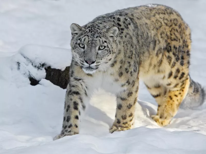 Snow leopard in winter