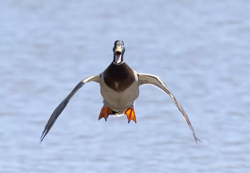 Mallard Duck