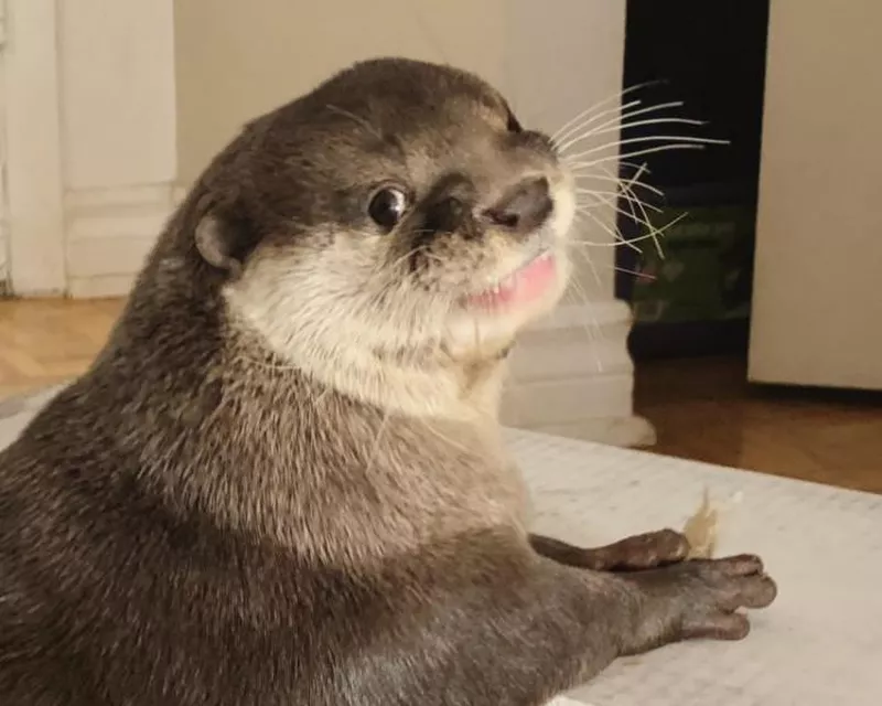 Adorable, smiling pet otter