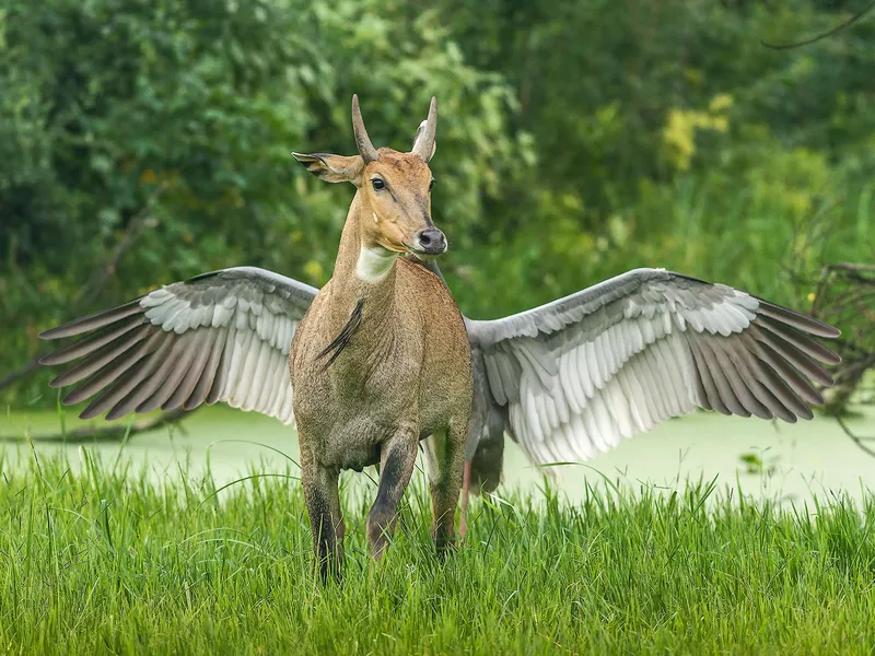 Pegasus, the flying horse