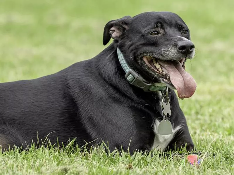 Black lab pointer mix lying on grass with his tongue hanging out