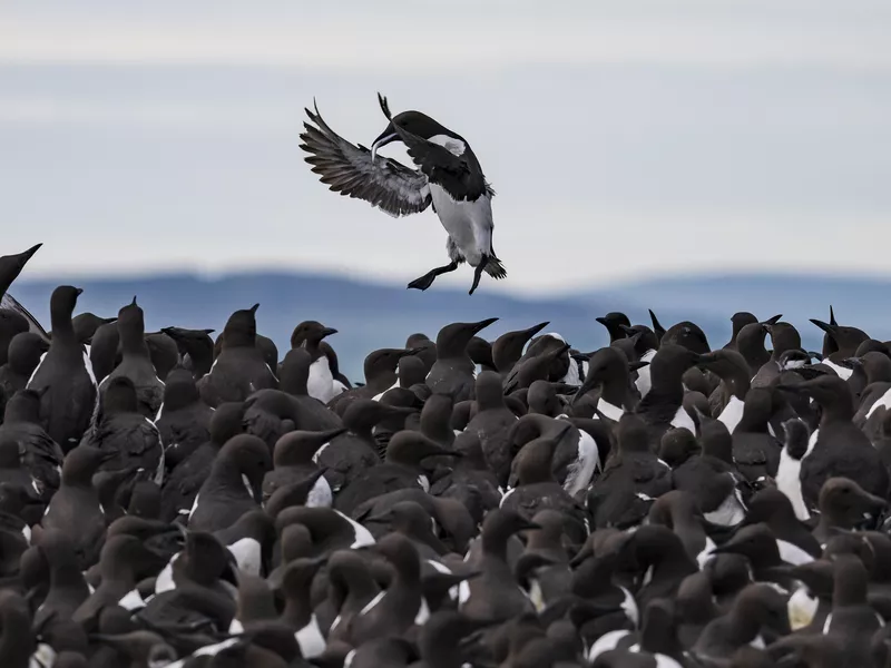 Tombstoning Guillemot
