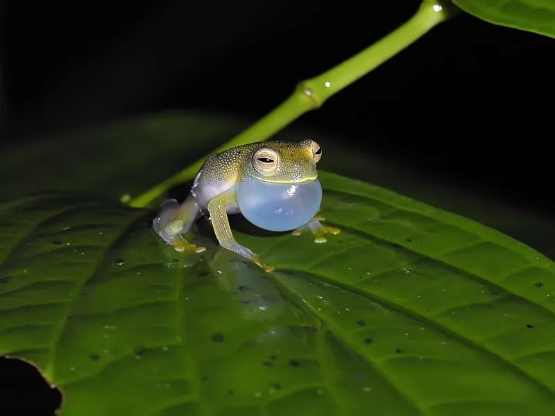 Cochran glass frog