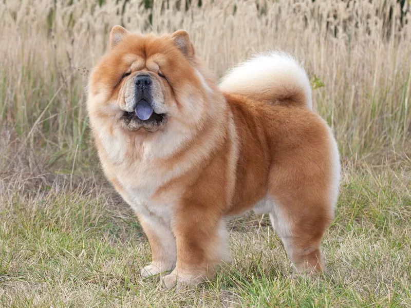 Chow Chow