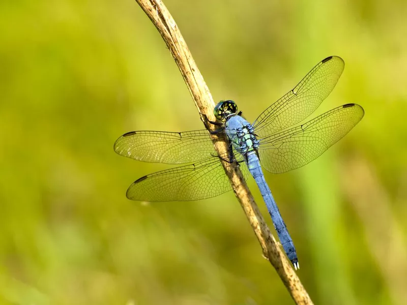 Eastern pondhawk, Erythemis simplicicollis, dragonfly