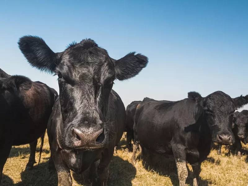 Small group of cows standing in grass field