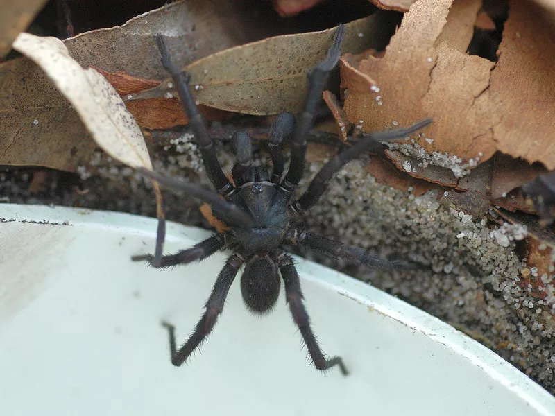 Sydney Funnel-Web Spider