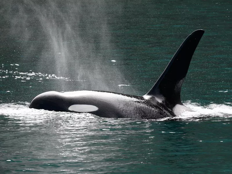 Orca Whale